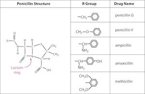 Amoxicillin for adults