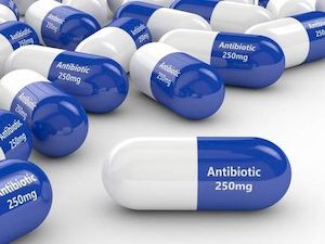 Amoxicillin 500mg bd, uses of amoxicillin capsules, amoxicillin for dogs walmart