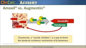 Amoxicillin plus clavulanic acid