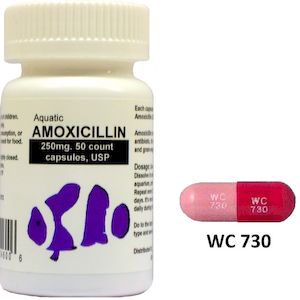 Amox clavulanate, amoxicillin and clavulanate tablets