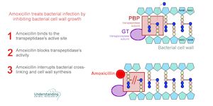 Amoxicillin clavulanate cost walmart